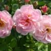 Rose 'Rosendorf Steinfurth' (Rambler) -Günstiges Pflanzen Land Geschäft 2002048 Rose 20Rosendorf 20Steinfurth Rambler 1 dd60c6f3 f0da 45d9 9f39 1f54cfacb71e