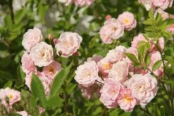 Rose 'Rosendorf Steinfurth' (Rambler) 6 Rose 'Rosendorf Steinfurth' (Rambler) -Günstiges Pflanzen Land Geschäft 2002048 Rose 20Rosendorf 20Steinfurth Rambler 2 95e2eb73 3d9b 4135 9b76 6d38e78e5637