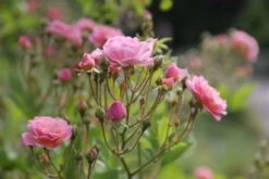 Rose 'Rosendorf Steinfurth' (Rambler) 7 Rose 'Rosendorf Steinfurth' (Rambler) -Günstiges Pflanzen Land Geschäft 2002048 Rose 20Rosendorf 20Steinfurth Rambler 3 ba307d93 56ba 43d8 977a 963a7443e66b