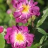 Rose 'Veilchenblau' (Rambler) -Günstiges Pflanzen Land Geschäft 2002049 Rose 20Veilchenblau Rambler 1