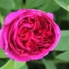 Rose 'Charles De Mills' (Historische Rose) -Günstiges Pflanzen Land Geschäft 2002064 Rose 20Charles 20de 20Mills Historische 20Rose 1