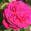 Rose 'Darcey Bussell' (Englische Rose) -Günstiges Pflanzen Land Geschäft 2002078 Rose 20Darcey 20Bussell Englische 20Rose 1