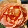 Rose 'Lady Of Shalott' (Englische Rose) 1 Rose 'Lady Of Shalott' (Englische Rose) -Günstiges Pflanzen Land Geschäft 2002084 Rose 20Lady 20of 20Shalott Englische 20Rose 1