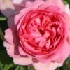 Rose 'Princess Alexandra Of Kent' (Englische Rose) -Günstiges Pflanzen Land Geschäft 2002085 Rose 20Princess 20Alexandra 20of 20Kent Englische 20Rose 1
