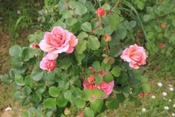 Rose 'Princess Alexandra Of Kent' (Englische Rose) -Günstiges Pflanzen Land Geschäft 2002085 Rose 20Princess 20Alexandra 20of 20Kent Englische 20Rose 2