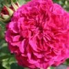 Rose 'William Shakespeare 2000' (Englische Rose) 2 Rose 'William Shakespeare 2000' (Englische Rose) -Günstiges Pflanzen Land Geschäft 2002093 Rose 20William 20Shakespeare 202000 Englische 20Rose 1