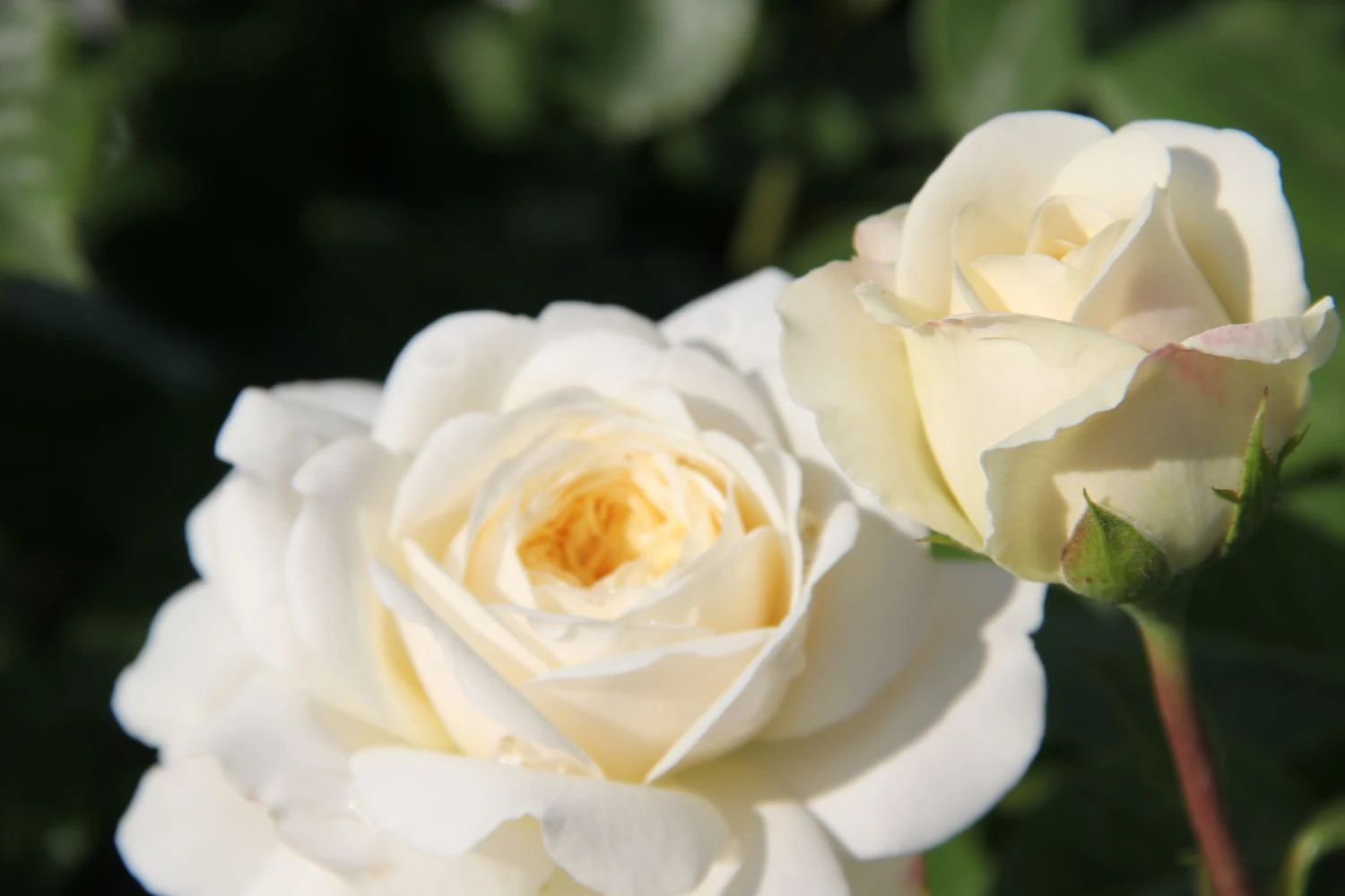 Rose 'Tranquility' (Englische Rose) 6 Rose 'Tranquility' (Englische Rose) – Bild 4