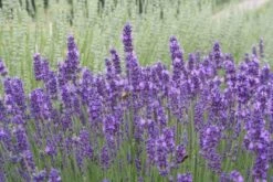 Nasenschmeichler (Herrlicher Duft Und Ausdauernde Blüten) 26 Nasenschmeichler (Herrlicher Duft Und Ausdauernde Blüten) -Günstiges Pflanzen Land Geschäft 2002103 Nasenschmeichler Herrlicher 20Duft 20und 20ausdauernde 20Blueten 10