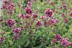 Nasenschmeichler (Herrlicher Duft Und Ausdauernde Blüten) 27 Nasenschmeichler (Herrlicher Duft Und Ausdauernde Blüten) -Günstiges Pflanzen Land Geschäft 2002103 Nasenschmeichler Herrlicher 20Duft 20und 20ausdauernde 20Blueten 11