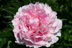 Nasenschmeichler (Herrlicher Duft Und Ausdauernde Blüten) 28 Nasenschmeichler (Herrlicher Duft Und Ausdauernde Blüten) -Günstiges Pflanzen Land Geschäft 2002103 Nasenschmeichler Herrlicher 20Duft 20und 20ausdauernde 20Blueten 12