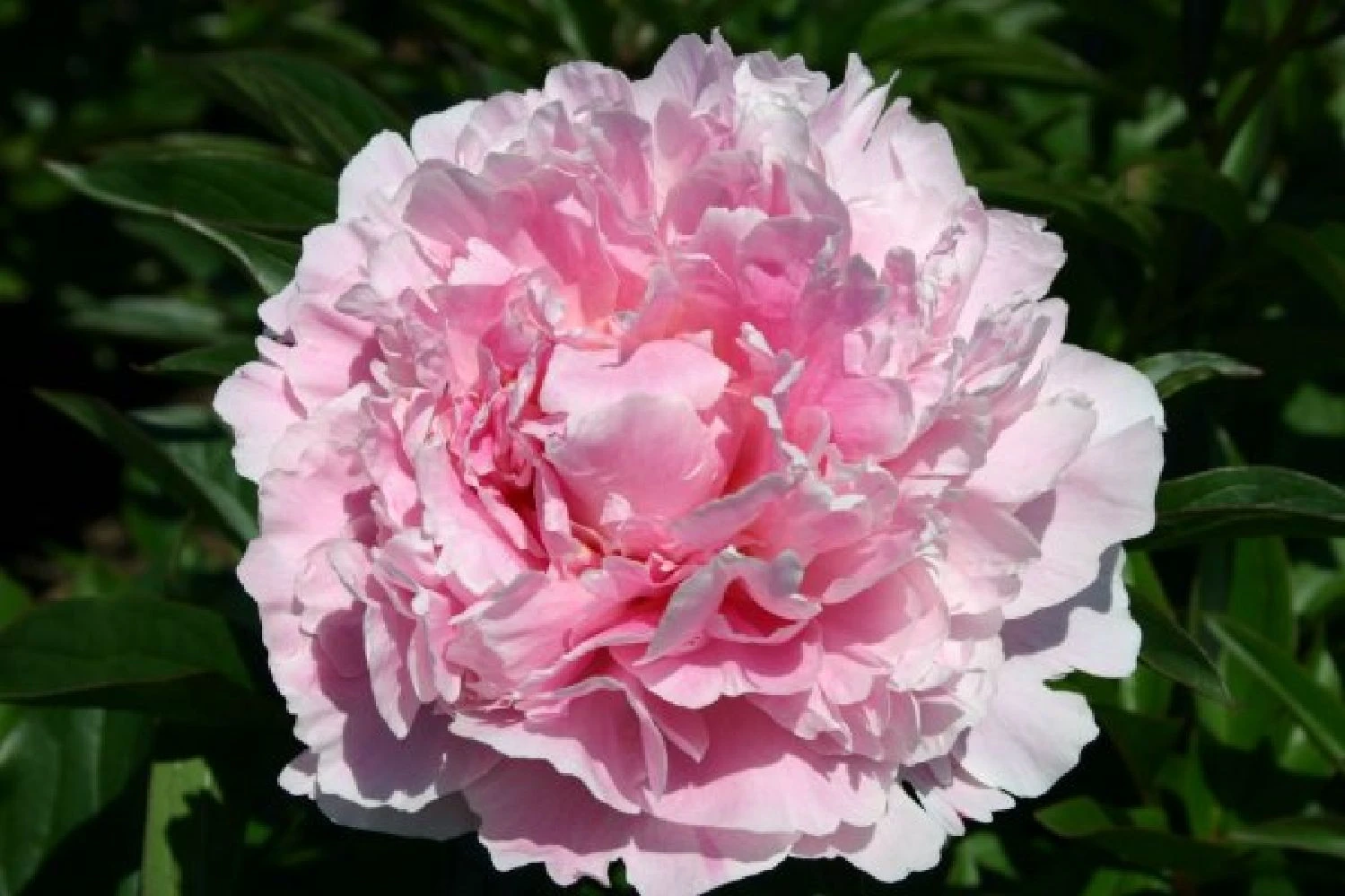 Nasenschmeichler (Herrlicher Duft Und Ausdauernde Blüten) 14 Nasenschmeichler (Herrlicher Duft Und Ausdauernde Blüten) – Bild 12