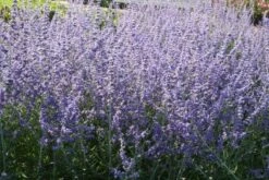 Nasenschmeichler (Herrlicher Duft Und Ausdauernde Blüten) 29 Nasenschmeichler (Herrlicher Duft Und Ausdauernde Blüten) -Günstiges Pflanzen Land Geschäft 2002103 Nasenschmeichler Herrlicher 20Duft 20und 20ausdauernde 20Blueten 13