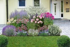 Nasenschmeichler (Herrlicher Duft Und Ausdauernde Blüten) 19 Nasenschmeichler (Herrlicher Duft Und Ausdauernde Blüten) -Günstiges Pflanzen Land Geschäft 2002103 Nasenschmeichler Herrlicher 20Duft 20und 20ausdauernde 20Blueten 3