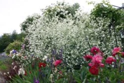 Nasenschmeichler (Herrlicher Duft Und Ausdauernde Blüten) 22 Nasenschmeichler (Herrlicher Duft Und Ausdauernde Blüten) -Günstiges Pflanzen Land Geschäft 2002103 Nasenschmeichler Herrlicher 20Duft 20und 20ausdauernde 20Blueten 6