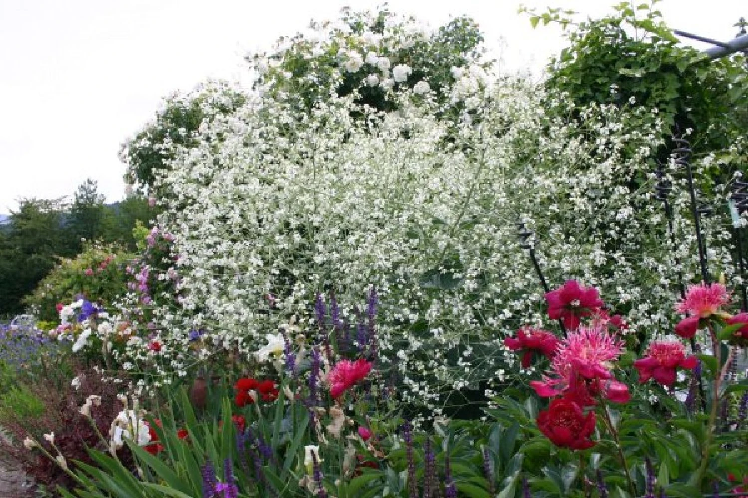 Nasenschmeichler (Herrlicher Duft Und Ausdauernde Blüten) 8 Nasenschmeichler (Herrlicher Duft Und Ausdauernde Blüten) – Bild 6