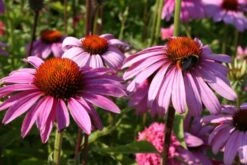 Nasenschmeichler (Herrlicher Duft Und Ausdauernde Blüten) 23 Nasenschmeichler (Herrlicher Duft Und Ausdauernde Blüten) -Günstiges Pflanzen Land Geschäft 2002103 Nasenschmeichler Herrlicher 20Duft 20und 20ausdauernde 20Blueten 7