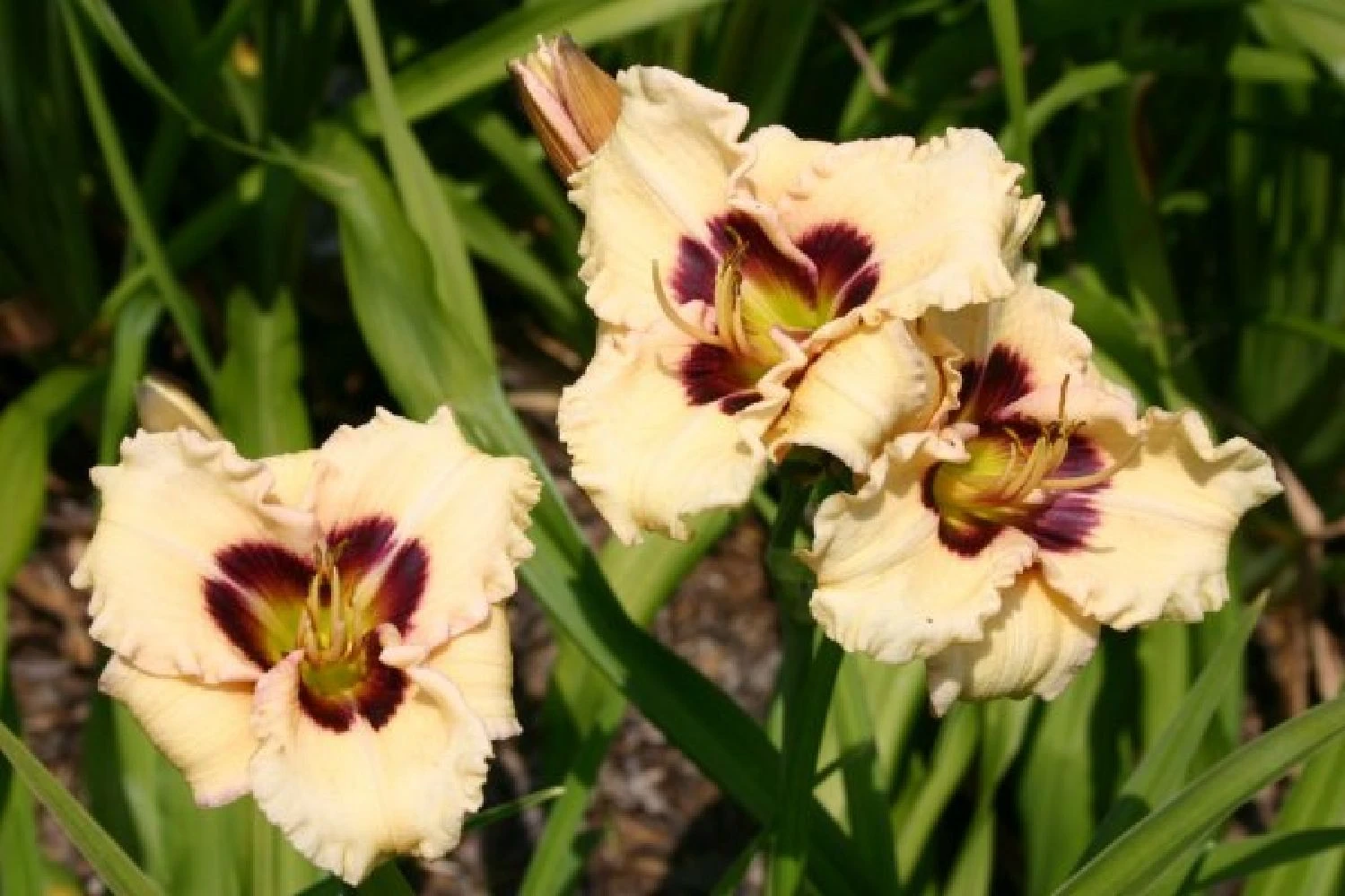 Nasenschmeichler (Herrlicher Duft Und Ausdauernde Blüten) 10 Nasenschmeichler (Herrlicher Duft Und Ausdauernde Blüten) – Bild 8