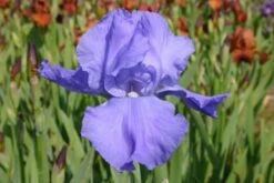 Nasenschmeichler (Herrlicher Duft Und Ausdauernde Blüten) 25 Nasenschmeichler (Herrlicher Duft Und Ausdauernde Blüten) -Günstiges Pflanzen Land Geschäft 2002103 Nasenschmeichler Herrlicher 20Duft 20und 20ausdauernde 20Blueten 9