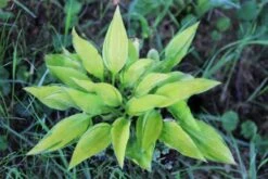 Crème Fraîche (Schönes Für Den Schatten) 37 Crème Fraîche (Schönes Für Den Schatten) -Günstiges Pflanzen Land Geschäft 2002104 Crme 20Frache Schoenes 20fuer 20den 20Schatten 16