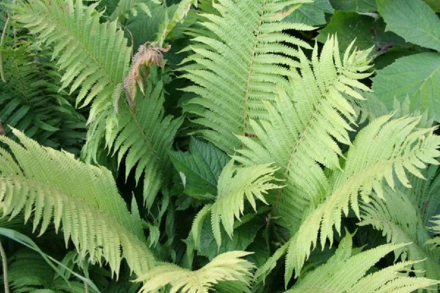 Crème Fraîche (Schönes Für Den Schatten) 19 Crème Fraîche (Schönes Für Den Schatten) – Bild 17