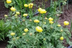 Crème Fraîche (Schönes Für Den Schatten) 41 Crème Fraîche (Schönes Für Den Schatten) -Günstiges Pflanzen Land Geschäft 2002104 Crme 20Frache Schoenes 20fuer 20den 20Schatten 20