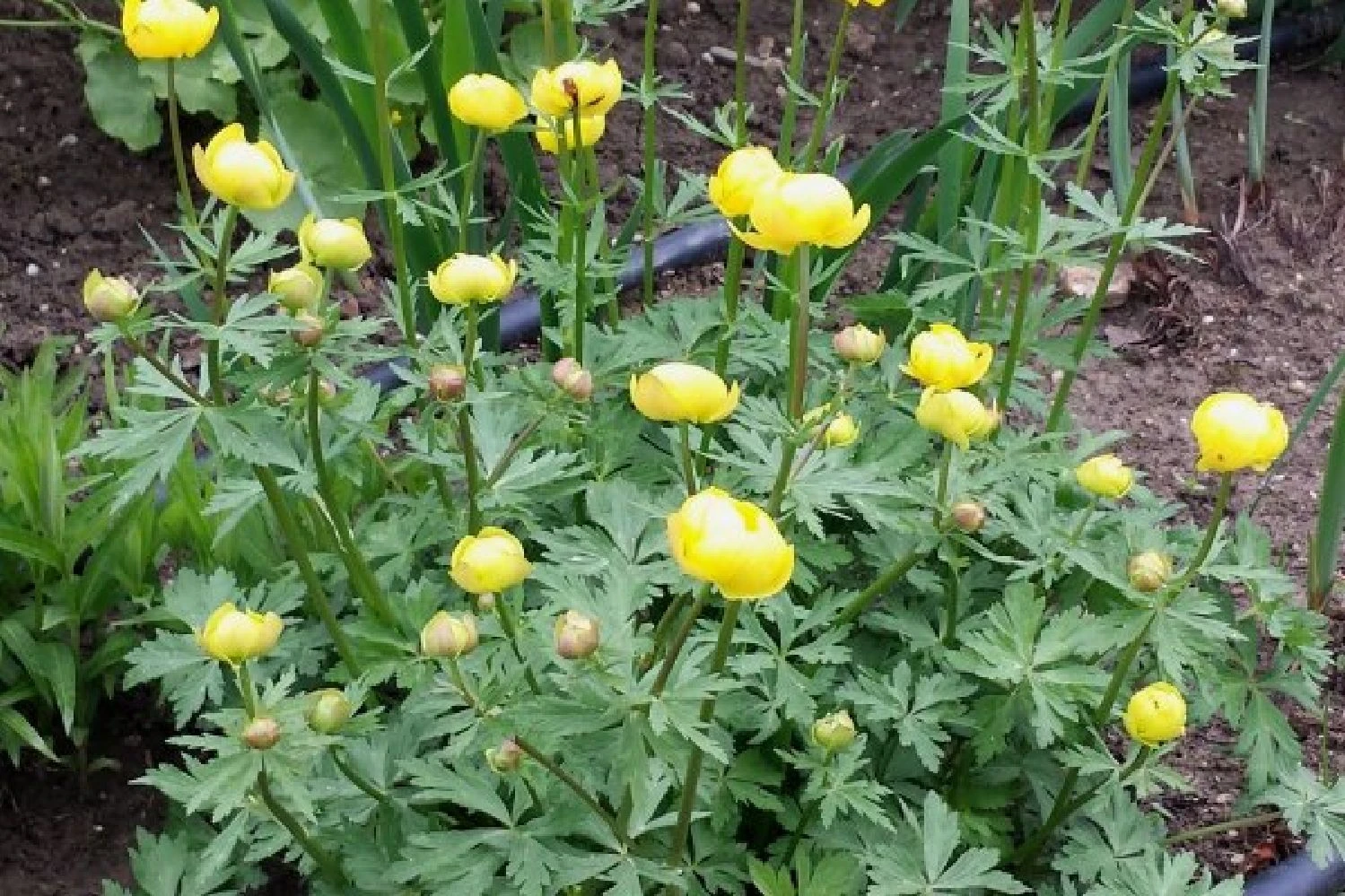 Crème Fraîche (Schönes Für Den Schatten) 22 Crème Fraîche (Schönes Für Den Schatten) – Bild 20