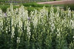 Crème Fraîche (Schönes Für Den Schatten) 25 Crème Fraîche (Schönes Für Den Schatten) -Günstiges Pflanzen Land Geschäft 2002104 Crme 20Frache Schoenes 20fuer 20den 20Schatten 4