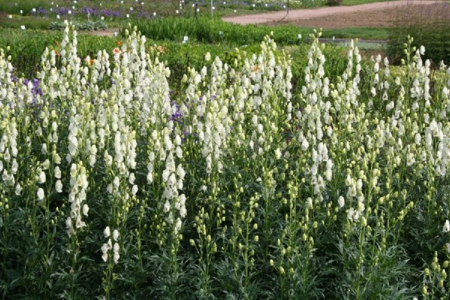 Crème Fraîche (Schönes Für Den Schatten) 6 Crème Fraîche (Schönes Für Den Schatten) – Bild 4