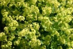 Crème Fraîche (Schönes Für Den Schatten) 26 Crème Fraîche (Schönes Für Den Schatten) -Günstiges Pflanzen Land Geschäft 2002104 Crme 20Frache Schoenes 20fuer 20den 20Schatten 5