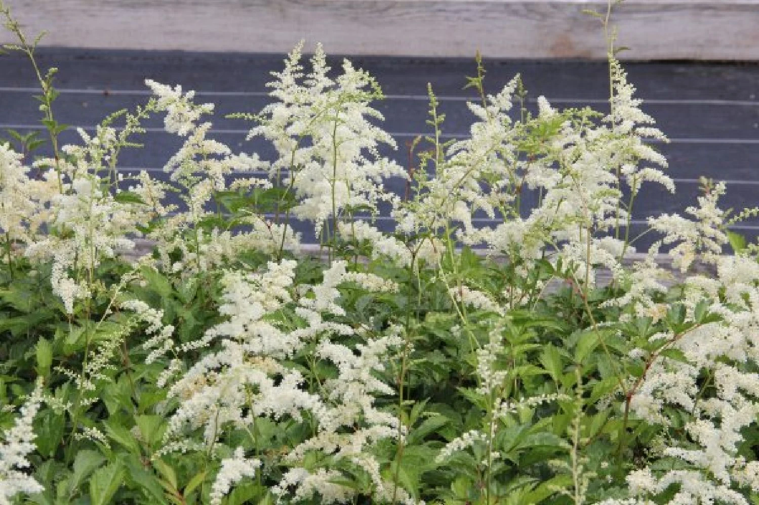 Crème Fraîche (Schönes Für Den Schatten) 10 Crème Fraîche (Schönes Für Den Schatten) – Bild 8