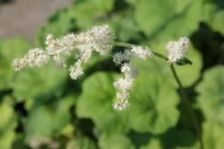 Crème Fraîche (Schönes Für Den Schatten) 30 Crème Fraîche (Schönes Für Den Schatten) -Günstiges Pflanzen Land Geschäft 2002104 Crme 20Frache Schoenes 20fuer 20den 20Schatten 9