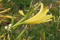 Zeppelinchen - Kinderbeet (Da Macht Gärtnern Spaß) -Günstiges Pflanzen Land Geschäft 2002105 Zeppelinchen 20 20Kinderbeet Da 20macht 20Gaertnern 20Spass 10