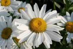 Zeppelinchen - Kinderbeet (Da Macht Gärtnern Spaß) -Günstiges Pflanzen Land Geschäft 2002105 Zeppelinchen 20 20Kinderbeet Da 20macht 20Gaertnern 20Spass 12