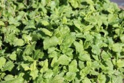 Zeppelinchen - Kinderbeet (Da Macht Gärtnern Spaß) -Günstiges Pflanzen Land Geschäft 2002105 Zeppelinchen 20 20Kinderbeet Da 20macht 20Gaertnern 20Spass 13