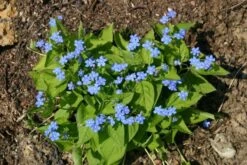 Zeppelinchen - Kinderbeet (Da Macht Gärtnern Spaß) -Günstiges Pflanzen Land Geschäft 2002105 Zeppelinchen 20 20Kinderbeet Da 20macht 20Gaertnern 20Spass 15