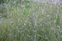 Zeppelinchen - Kinderbeet (Da Macht Gärtnern Spaß) -Günstiges Pflanzen Land Geschäft 2002105 Zeppelinchen 20 20Kinderbeet Da 20macht 20Gaertnern 20Spass 3