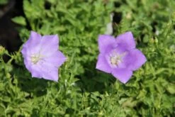 Zeppelinchen - Kinderbeet (Da Macht Gärtnern Spaß) -Günstiges Pflanzen Land Geschäft 2002105 Zeppelinchen 20 20Kinderbeet Da 20macht 20Gaertnern 20Spass 4