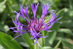 Zeppelinchen - Kinderbeet (Da Macht Gärtnern Spaß) -Günstiges Pflanzen Land Geschäft 2002105 Zeppelinchen 20 20Kinderbeet Da 20macht 20Gaertnern 20Spass 5