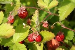 Zeppelinchen - Kinderbeet (Da Macht Gärtnern Spaß) -Günstiges Pflanzen Land Geschäft 2002105 Zeppelinchen 20 20Kinderbeet Da 20macht 20Gaertnern 20Spass 7