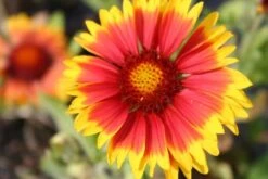 Zeppelinchen - Kinderbeet (Da Macht Gärtnern Spaß) -Günstiges Pflanzen Land Geschäft 2002105 Zeppelinchen 20 20Kinderbeet Da 20macht 20Gaertnern 20Spass 8