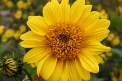 Zeppelinchen - Kinderbeet (Da Macht Gärtnern Spaß) -Günstiges Pflanzen Land Geschäft 2002105 Zeppelinchen 20 20Kinderbeet Da 20macht 20Gaertnern 20Spass 9