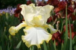 Lila & Limone (Feiern Sie Den Sommer!) -Günstiges Pflanzen Land Geschäft 2002106 Lila 20 20Limone Feiern 20Sie 20den 20Sommer 12