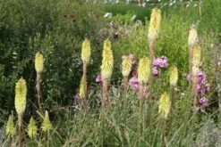 Lila & Limone (Feiern Sie Den Sommer!) -Günstiges Pflanzen Land Geschäft 2002106 Lila 20 20Limone Feiern 20Sie 20den 20Sommer 13