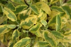 Lila & Limone (Feiern Sie Den Sommer!) -Günstiges Pflanzen Land Geschäft 2002106 Lila 20 20Limone Feiern 20Sie 20den 20Sommer 17