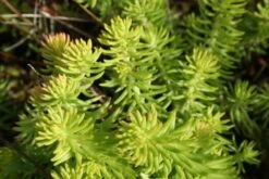 Lila & Limone (Feiern Sie Den Sommer!) -Günstiges Pflanzen Land Geschäft 2002106 Lila 20 20Limone Feiern 20Sie 20den 20Sommer 18