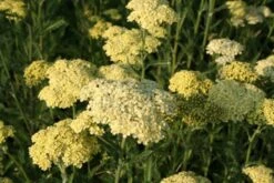 Lila & Limone (Feiern Sie Den Sommer!) -Günstiges Pflanzen Land Geschäft 2002106 Lila 20 20Limone Feiern 20Sie 20den 20Sommer 3