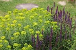 Lila & Limone (Feiern Sie Den Sommer!) -Günstiges Pflanzen Land Geschäft 2002106 Lila 20 20Limone Feiern 20Sie 20den 20Sommer 8