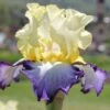 Iris Barbata-Elatior 'Bel Avenir' (Hohe Bartschwertlilie) -Günstiges Pflanzen Land Geschäft 2002166 Iris 20Barbata Elatior 20Bel 20Avenir Hohe 20Bartschwertlilie 1 905c3bfd dbb1 4121 b2cc 68524dc66638