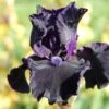 Iris Barbata-Elatior 'Obsidian' (Hohe Bartschwertlilie) -Günstiges Pflanzen Land Geschäft 2002170 Iris 20Barbata Elatior 20Obsidian Hohe 20Bartschwertlilie 1 038c7cea 4ce5 476b 9c18 79e7b905cbff