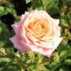 Rose 'Peach Clementine' (Zwergrose | Patiorose) -Günstiges Pflanzen Land Geschäft 2002261 Rose 20Peach 20Clementine Zwergrose 20 20Patiorose 1